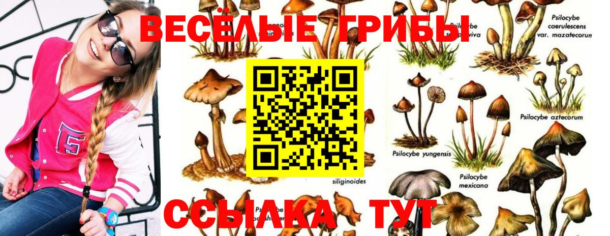 Псилоцибиновые грибы мицелий Ростов-на-Дону